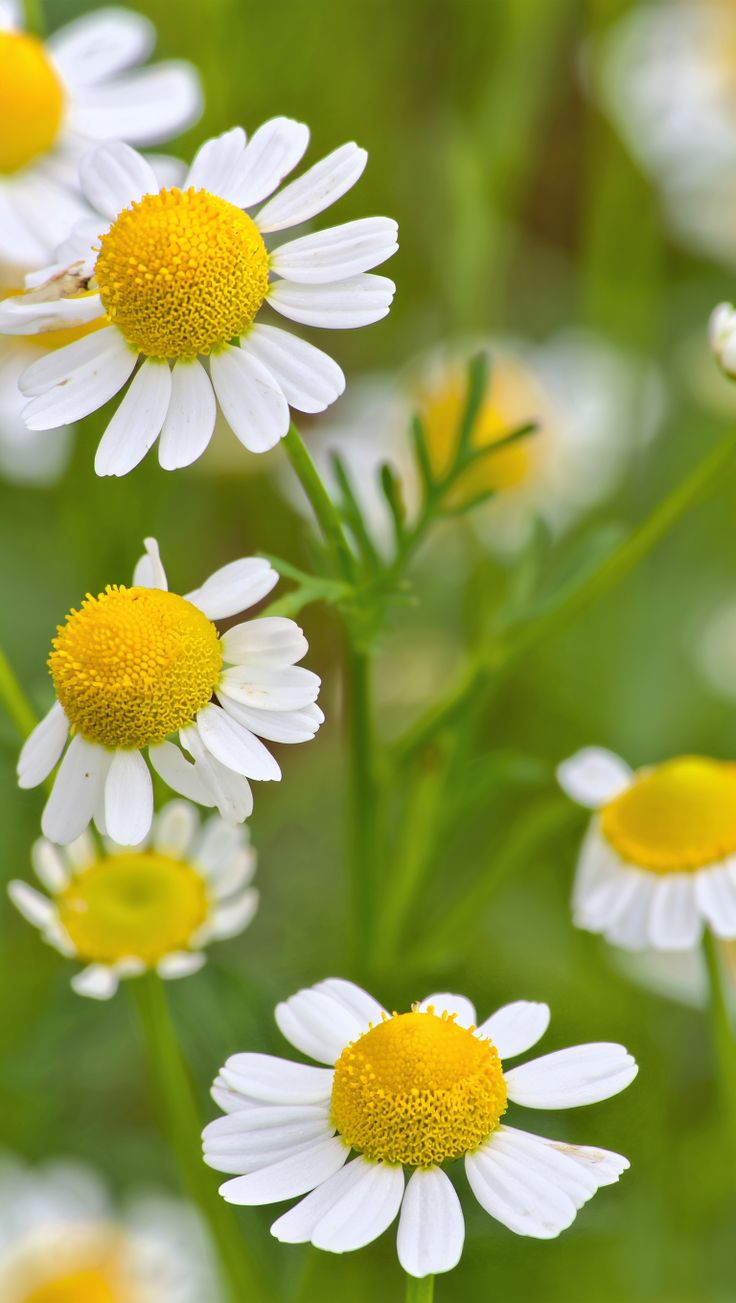 Camomile Extract