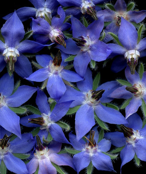 borago officinalis