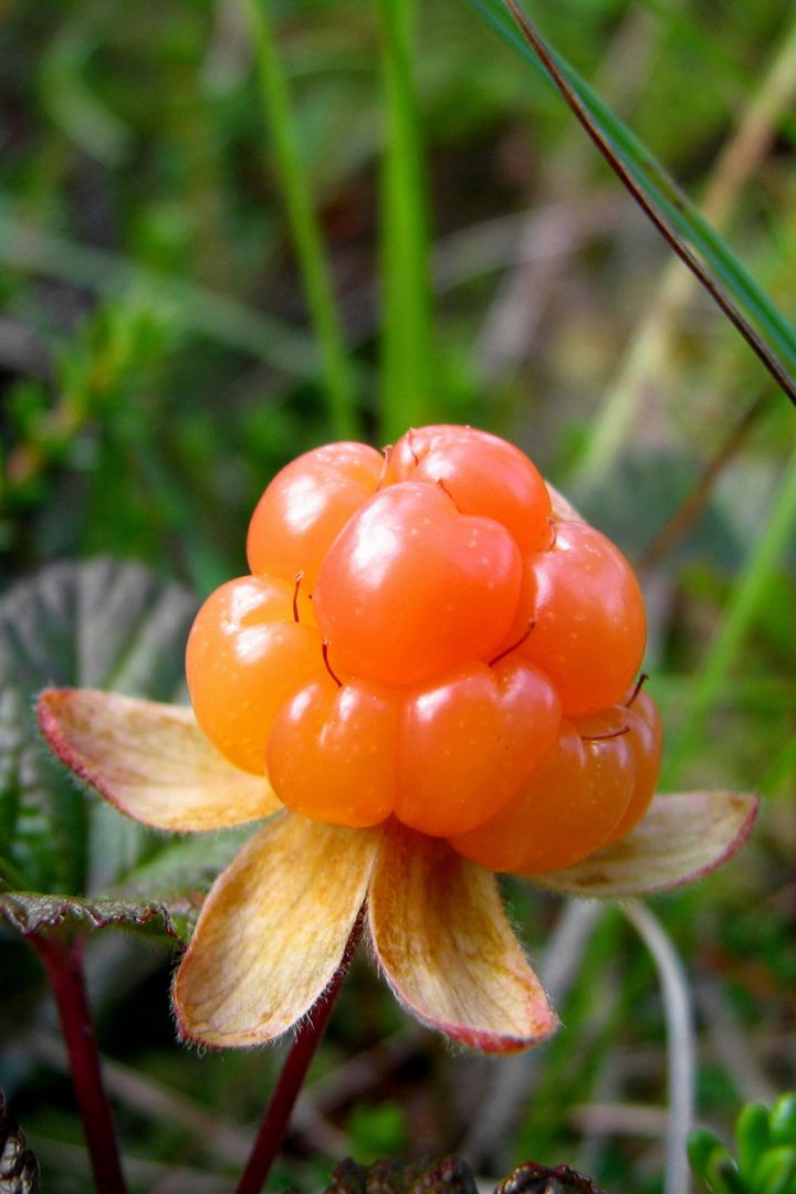 Nordic Cloudberry