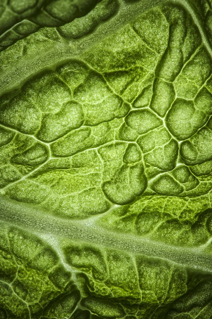 phytosterols - PLANT BASED