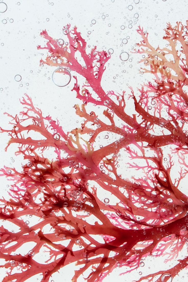 Hydrolyzed Rhodophyceae Extract