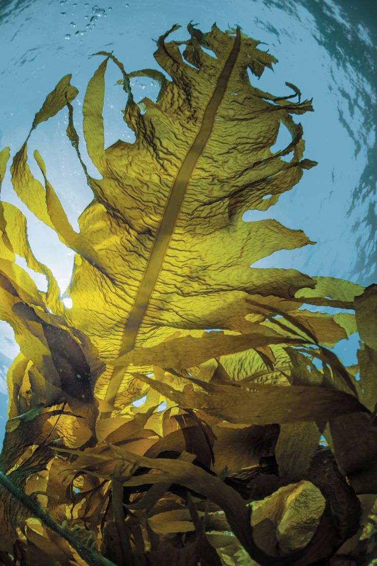 marine ferment extract